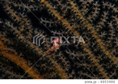 ピグミーシーホース 6955900