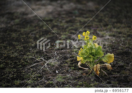 菜の花 菜の花 6956177