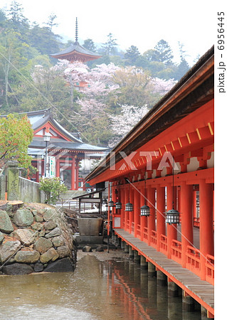 雨の厳島神社の写真素材 6956445 Pixta