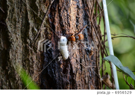 オオスズメバチ 6956529