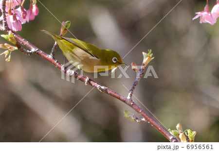 虫を咥えるメジロ 6956561