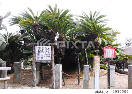 天然記念物の蘇鉄(静岡市清水区 龍華寺にて) 天然記念物の蘇鉄(静岡市清水区 龍華寺にて) 6956592