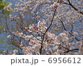 桜 6956612