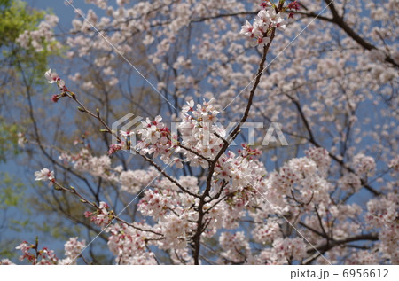 桜 桜 6956612