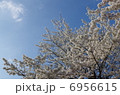 空と桜と 6956615