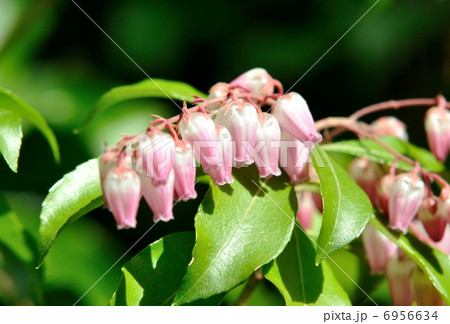 アケボノアセビ アケボノアセビ 6956634