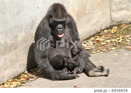 生後５ヶ月のニシゴリラの赤ちゃん 6956656
