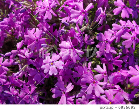 芝桜イメージ（４） 6956695