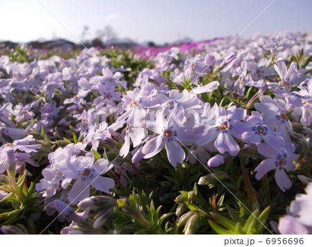 芝桜イメージ（５） 6956696