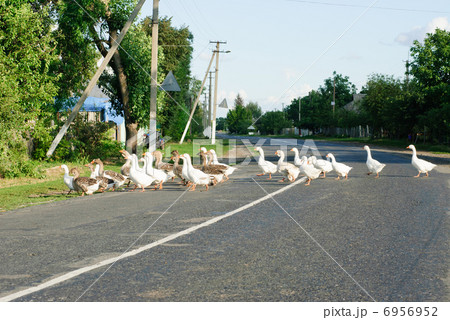 Flock of white and brown geese front of  the paling 6956952