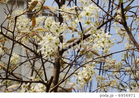 春の樹花・ジューンベリーの純白の花・青空バック横位置 6956971