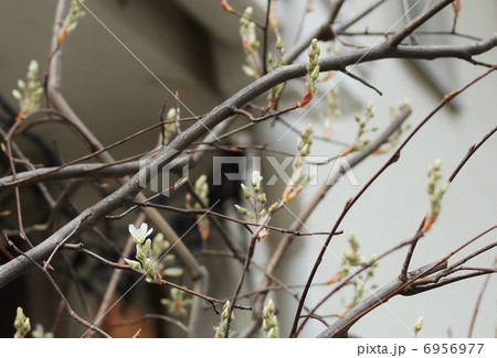 春の樹花・ジューンベリーの蕾・横位置 春の樹花・ジューンベリーの蕾・横位置 6956977