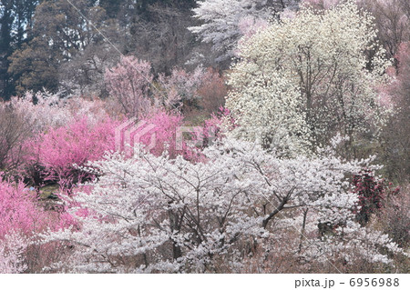花見山 花見山 6956988