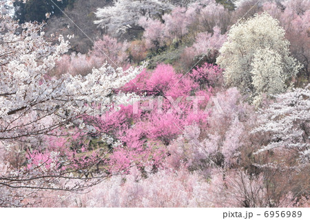 花見山 6956989