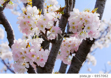 都市農業公園の淡いピンク色の桜の花・苔清水 6957062
