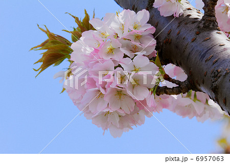 都市農業公園の淡いピンク色の桜の花・苔清水 都市農業公園の淡いピンク色の桜の花・苔清水 6957063