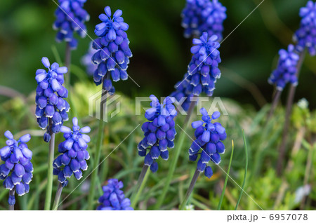 ムスカリ 6957078