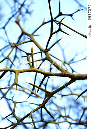冬の風景・青空にカラタチのトゲトゲの枝・縦位置 冬の風景・青空にカラタチのトゲトゲの枝・縦位置 6957079