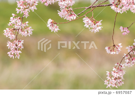 枝垂桜 枝垂桜 6957087