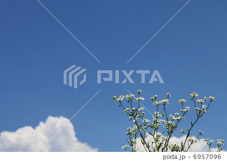 ヒメジョオンの花と青空 6957096