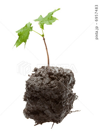 Young maple tree Young maple tree 6957483