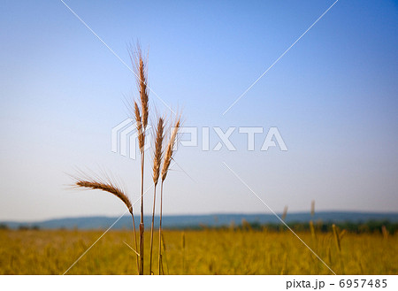 Cereal ears bundle over rural landscape 6957485