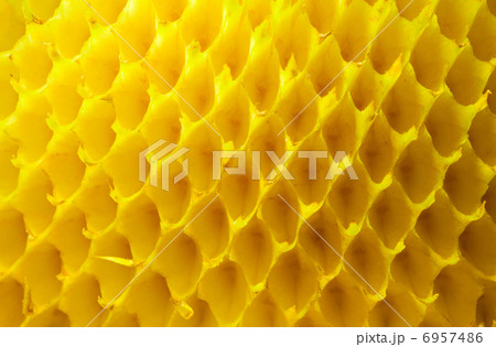 Empty sunflower cells 6957486