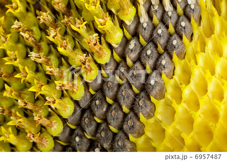 Three stage of sunflower ripening Three stage of sunflower ripening 6957487