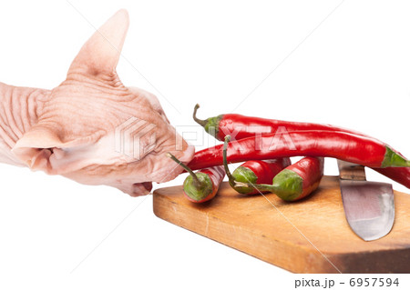 crazy cat sphinx eating hot chili pepper from board 6957594