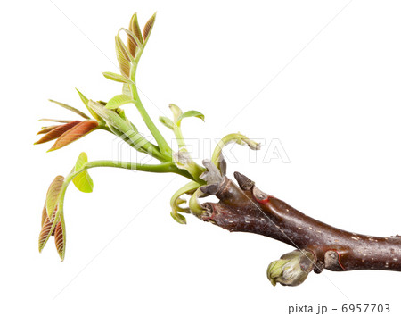 Spring spray of walnut tree Spring spray of walnut tree 6957703