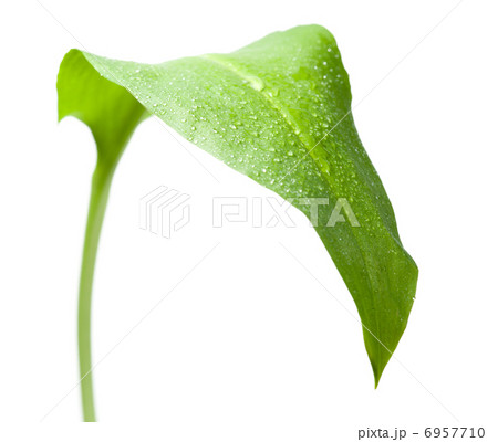 Rain drops on green leaf Rain drops on green leaf 6957710