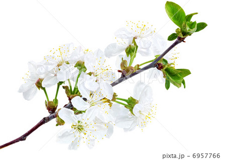 Branch of sprig with blossoms. Isolated on white background. Branch of sprig with blossoms. Isolated on white background. 6957766