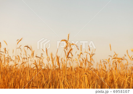 cereal plant 6958107