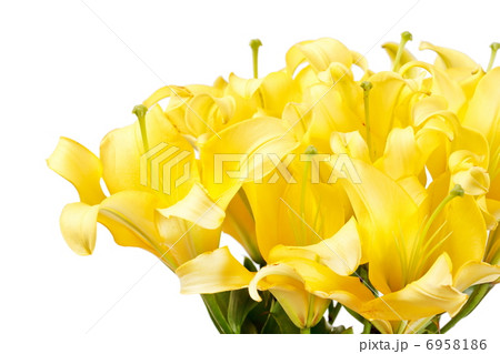 Beautiful lilies 6958186