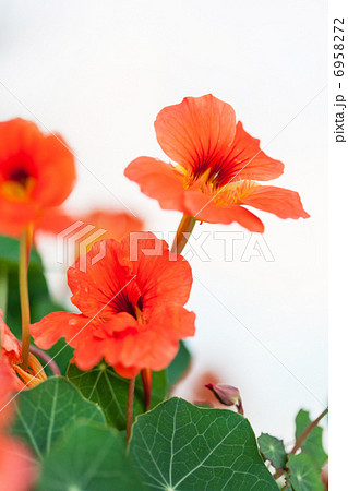 nice flowers nice flowers 6958272
