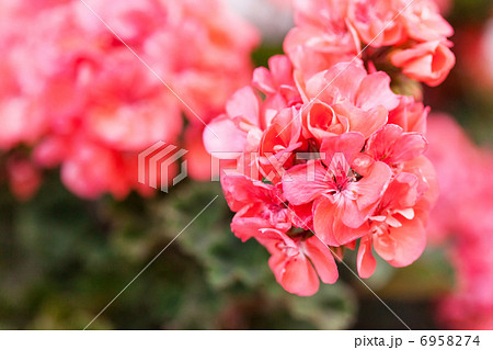geranium flowers 6958274