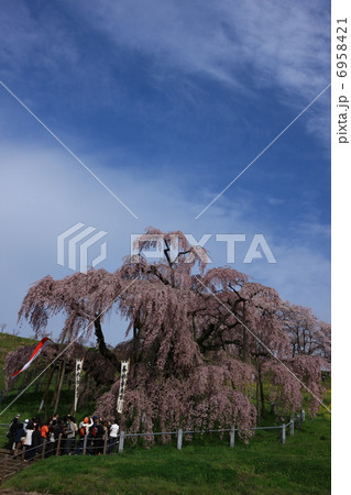 三春の滝桜 三春の滝桜 6958421
