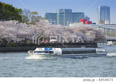 大川の桜と観光船 6959073