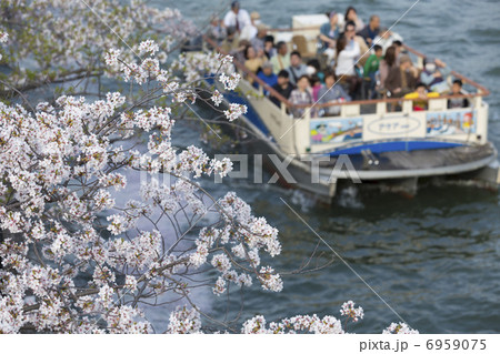 大川の桜と観光船 6959075