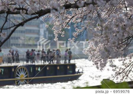 大川の桜と観光船ひまわり 6959076