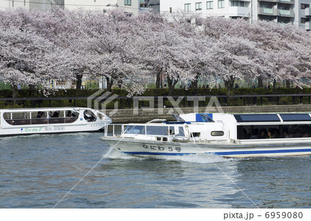 大川の桜と観光船 6959080
