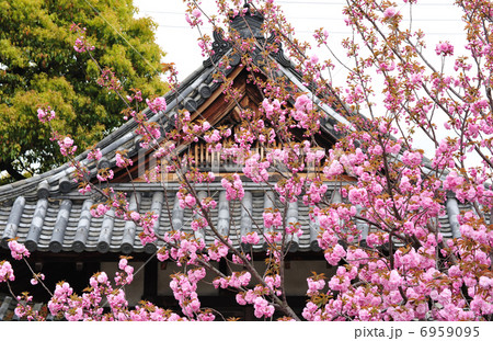 東寺の八重桜 6959095