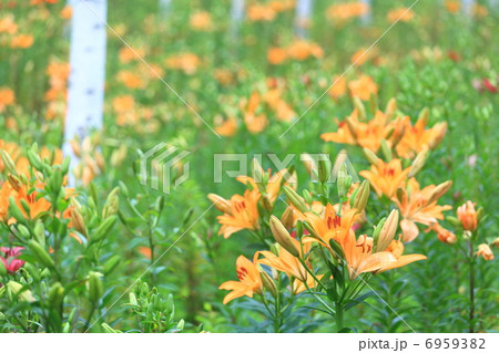 百合園 6959382