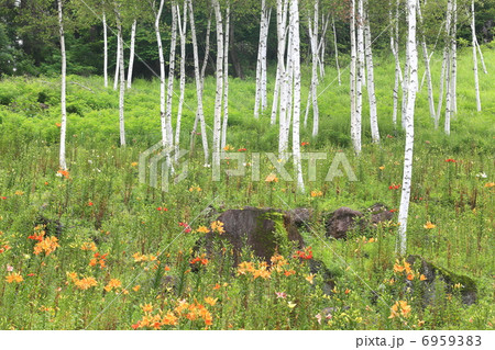 百合園 百合園 6959383