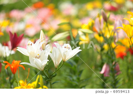 百合園 6959413
