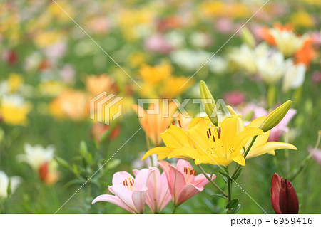 百合園 百合園 6959416