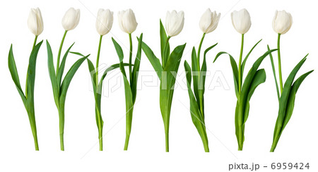 white tulips 6959424