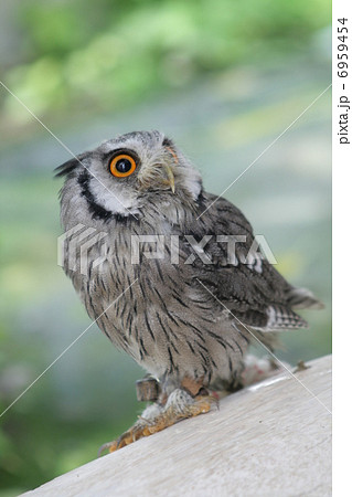 アフリカオオコノハズク 6959454