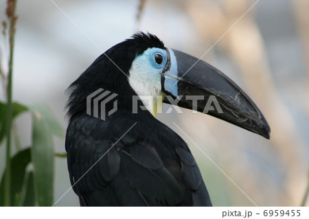 ヒムネオオハシ 6959455