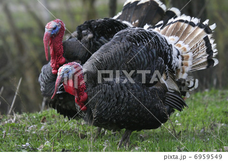 Wild Turkey Wild Turkey 6959549